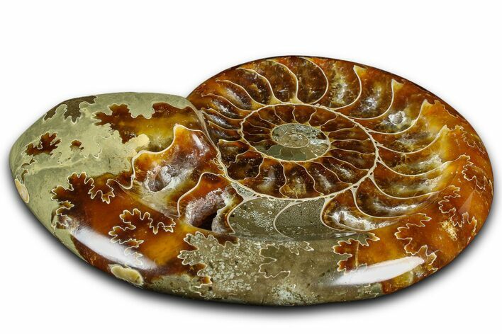 Polished Fossil Ammonite Dish - Madagascar #361369